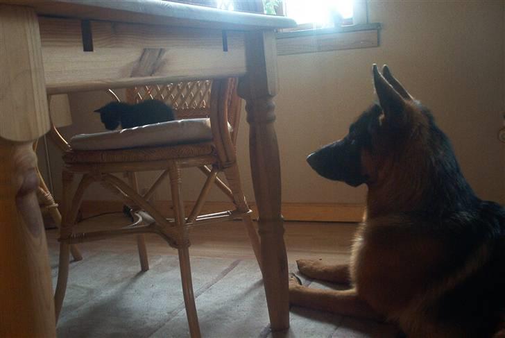 Huskat Findus - Her passer hubert på mig ,mens jeg lige napper en lur. billede 13