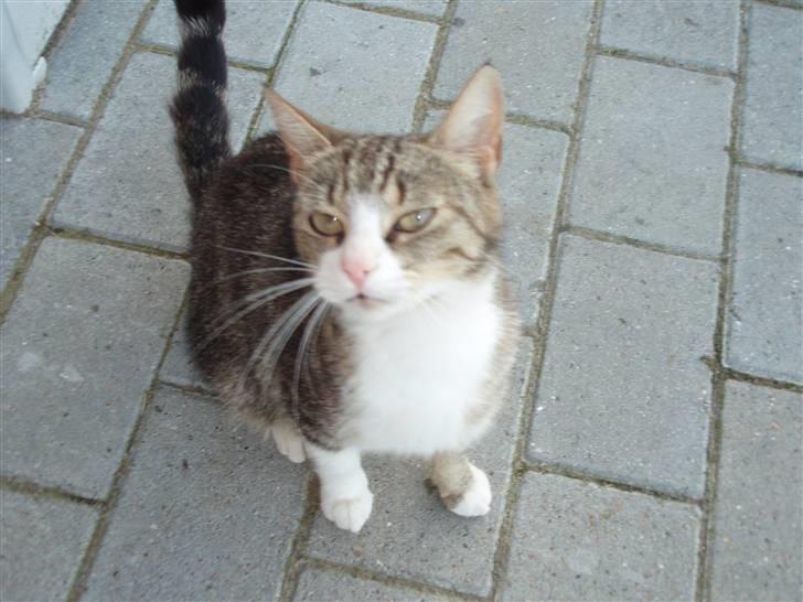 Huskat Tut - *DØD* billede 1