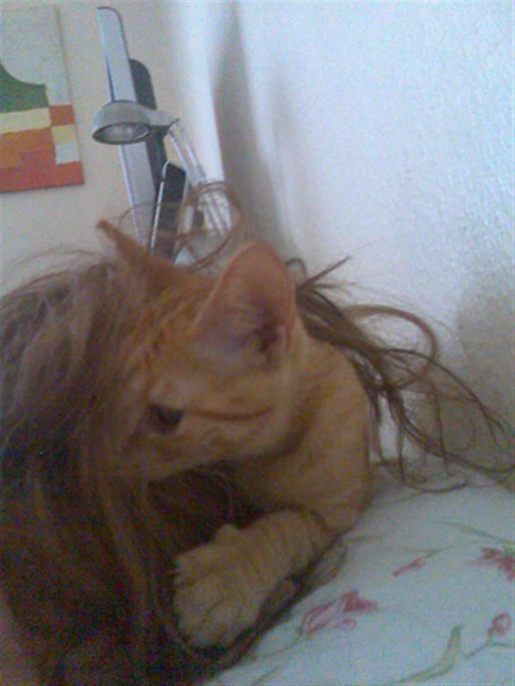 Huskat Musen billede 12