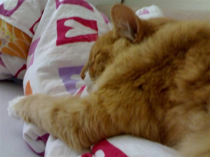 Norsk Skovkat kvik R.i.p - han sover :D billede 14