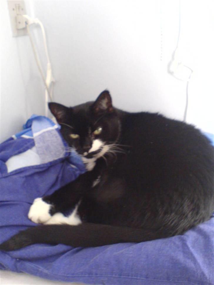 Huskat Bølle R.I.P - Min over dejlige Bølle mis!  billede 1