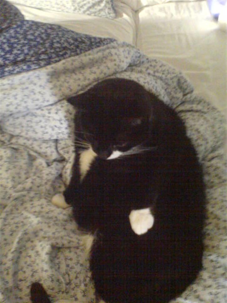 Huskat Bølle R.I.P - Hehe, her ser han mega tyk ud. billede 2