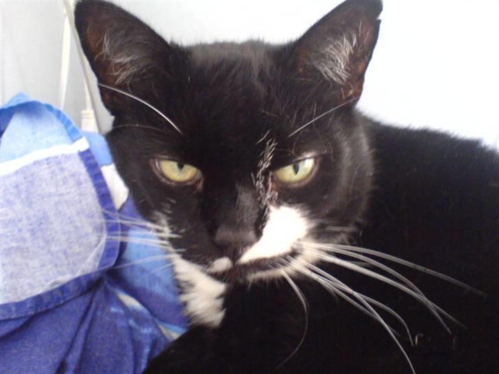 Huskat Bølle R.I.P - Og så zoomer vi lige ind. billede 3