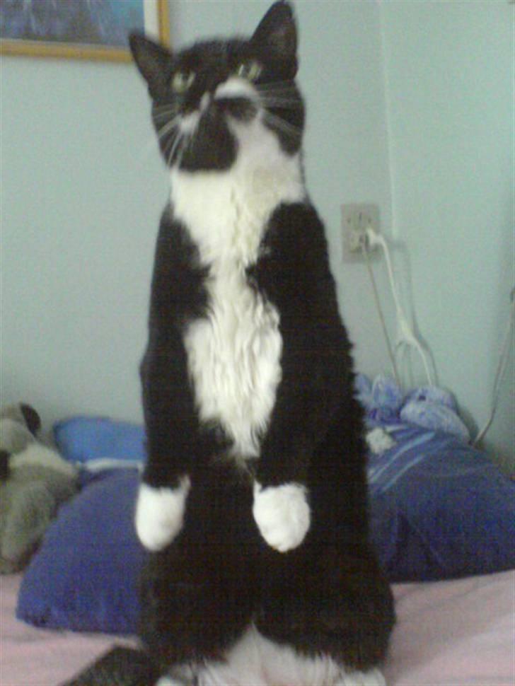 Huskat Bølle R.I.P - Bølle som laver sit eneste trick: at stå på to ben. billede 4