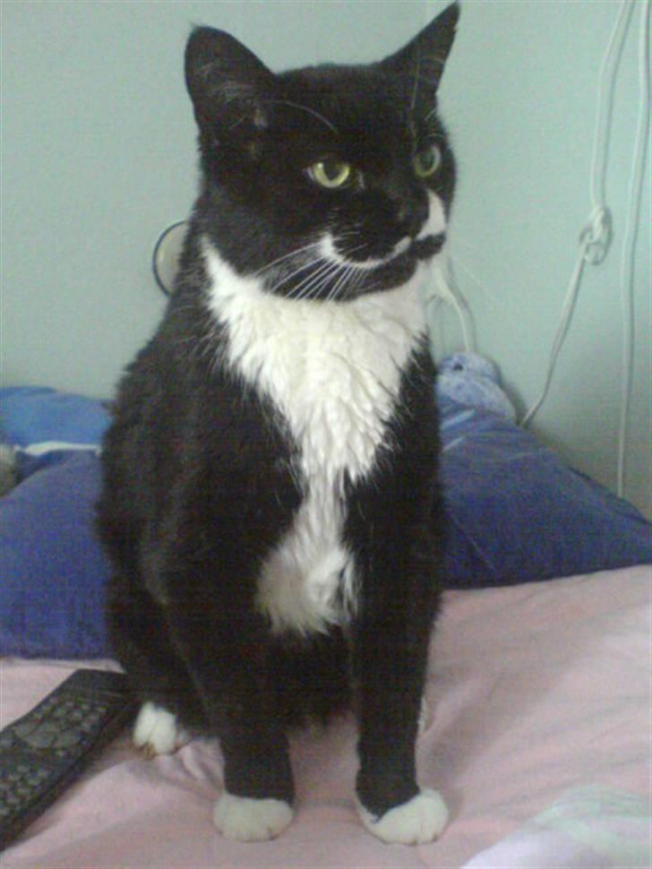 Huskat Bølle R.I.P - Hey Bølle, fokuser. billede 5