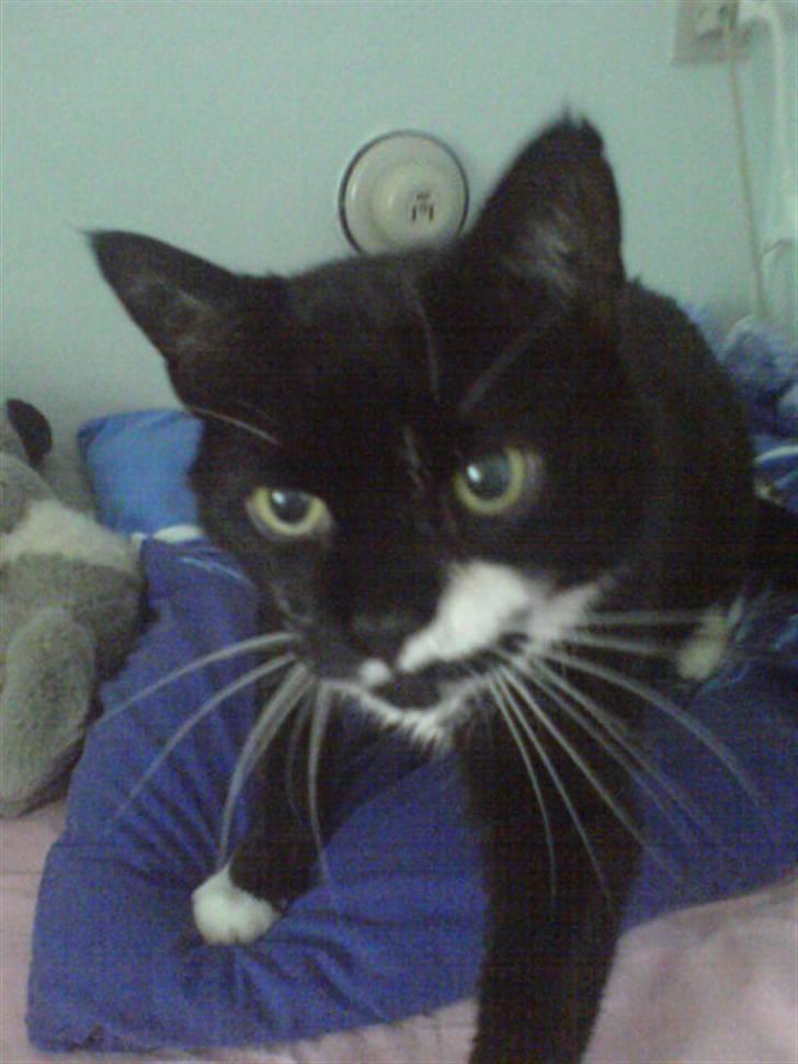 Huskat Bølle R.I.P - "kom og leg med mig!" billede 6