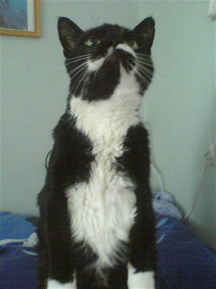 Huskat Bølle R.I.P - Bølle på to ben, igen. billede 7