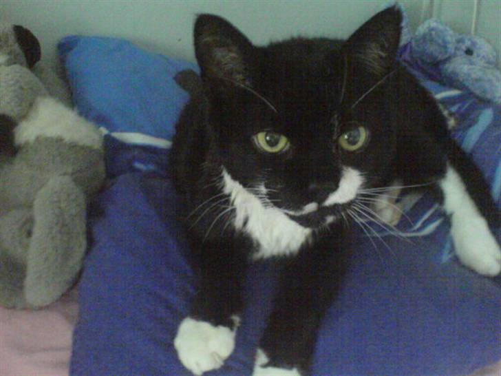 Huskat Bølle R.I.P - Bølle på SIN pude. billede 8