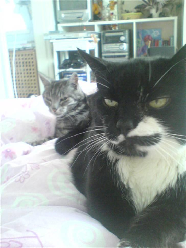 Huskat Bølle R.I.P - Dejlige Bølle, med Aske i baggrunden. billede 9