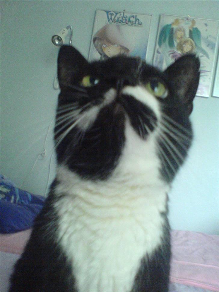 Huskat Bølle R.I.P billede 10