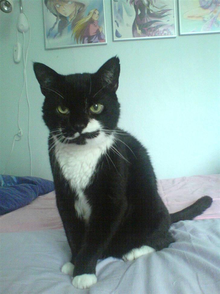 Huskat Bølle R.I.P - hidtil bedste portræt foto, af Bølle. billede 11