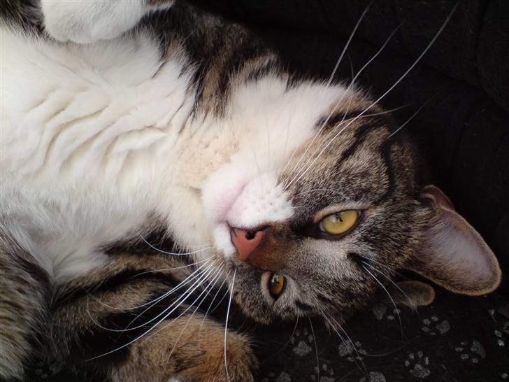 Blanding af racer Quark - FORSVUNDET billede 9