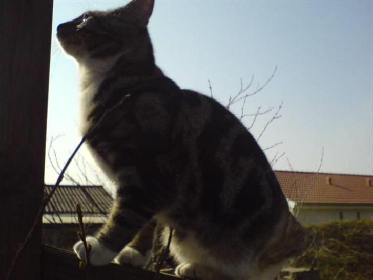 Blanding af racer Quark - FORSVUNDET - Jeg sidder altid på plankeværket og lurer på at naboen går i bad om morgenen. billede 10