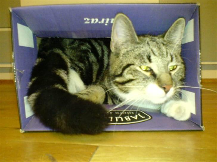 Blanding af racer Quark - FORSVUNDET - Ha! Dér troede I nok lige I skulle have en flaske rødvin! billede 11