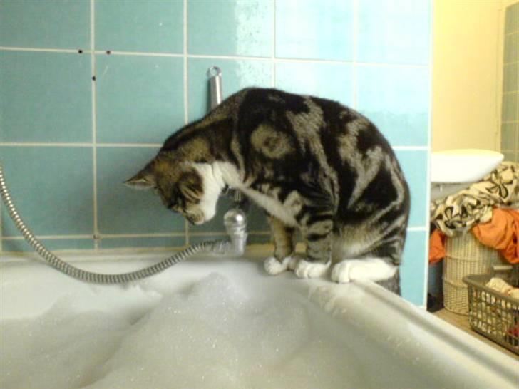 Blanding af racer Quark - FORSVUNDET - Dét hvide noget der ser nu meget lækkert ud! billede 12