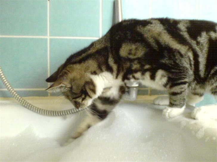 Blanding af racer Quark - FORSVUNDET - -Jeg må lige smage, det ligner flødeskum! billede 13