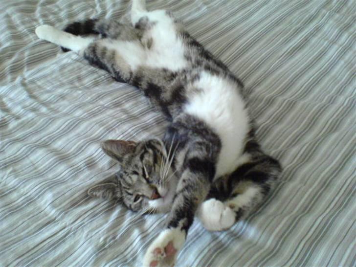 Blanding af racer Quark - FORSVUNDET - Klø mig på maven moar, please, kom nu, klø mig, klø mig, klø mig! billede 14