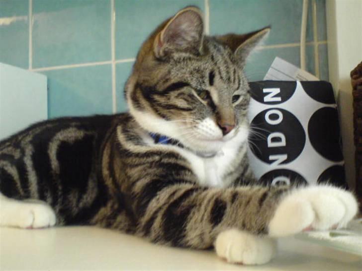 Blanding af racer Quark - FORSVUNDET - -Jeg lurer også når mor er i bad! billede 15