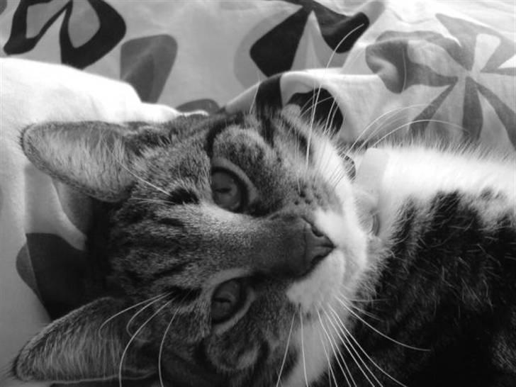 Blanding af racer Quark - FORSVUNDET - Må man ikke engang ligge på ryggen og sove i fred! billede 16