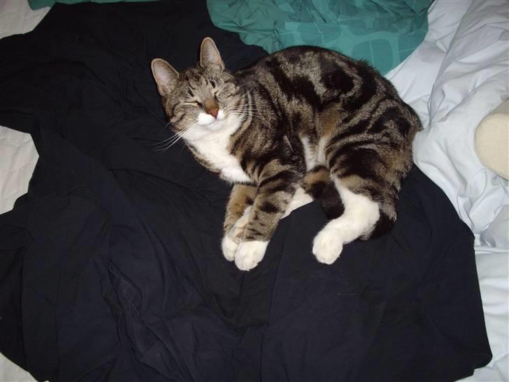 Blanding af racer Quark - FORSVUNDET - Okay, et sidste billede, og gå så med det kamera! billede 17