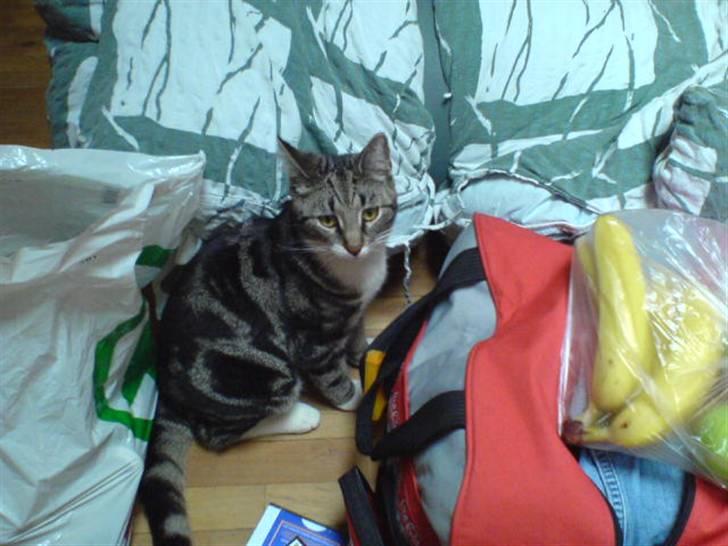 Blanding af racer Quark - FORSVUNDET - Hvis nu jeg sætter mig her på gulvet mellem alle tingene, kommer de sikkert også til at pakke mig med på skituren! -De ser mig helt sikkert ikke! billede 18