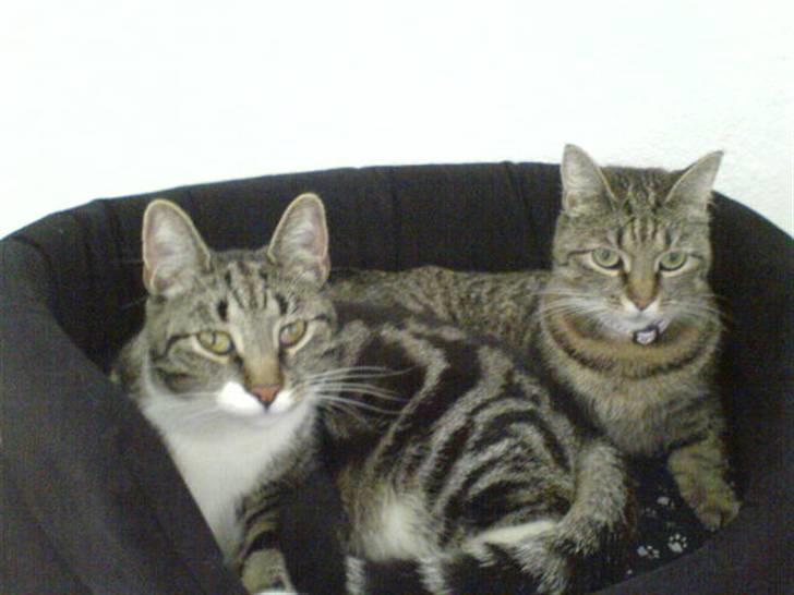 Blanding af racer Quark - FORSVUNDET - Kampen om pladsen i den nye seng er hård når nu min mor Mitte er lige så stædig som mig! billede 19