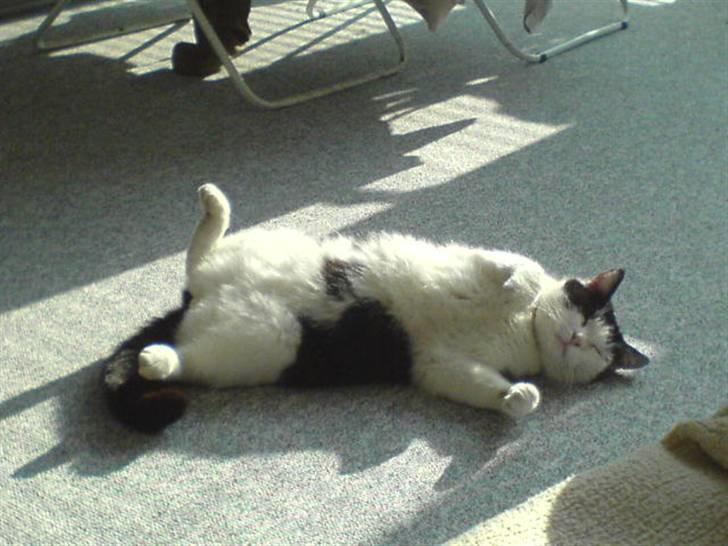 Huskat Obelix@død 24-7-07 :'( - Ahh det er dejligt at få lidt sol på mavsen... billede 1