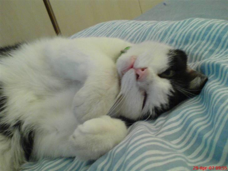 Huskat Obelix@død 24-7-07 :'( - Ahhh Far jeg putter så dejligt i din seng... billede 2