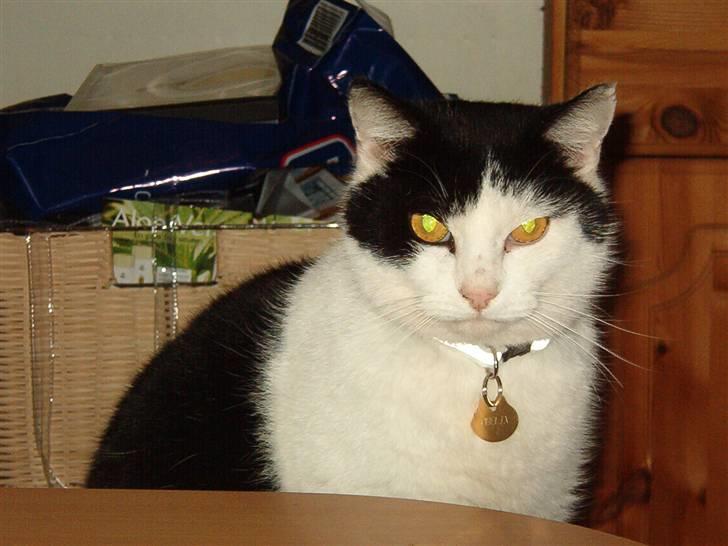 Huskat Obelix@død 24-7-07 :'( - Åh nej ikke det kamera igen... billede 3