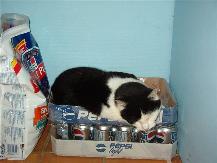 Huskat Obelix@død 24-7-07 :'( - Ja det er min soveplads nu, så I må undvære jeres sodavand :) billede 4