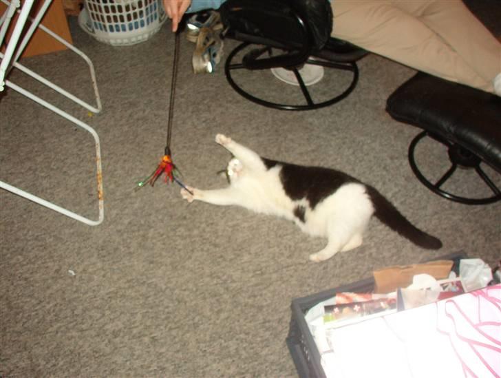 Huskat Obelix@død 24-7-07 :'( - Ejjj...jeg gider ikke rejse mig... billede 5