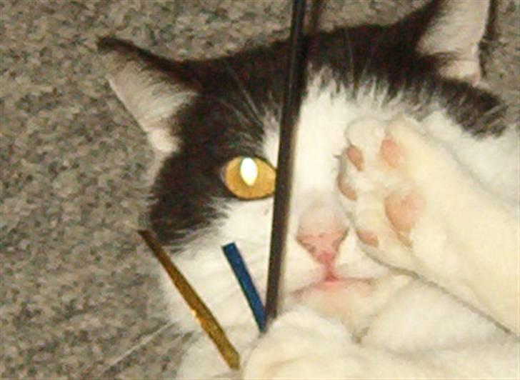 Huskat Obelix@død 24-7-07 :'( - Fjern det kamera !! billede 6