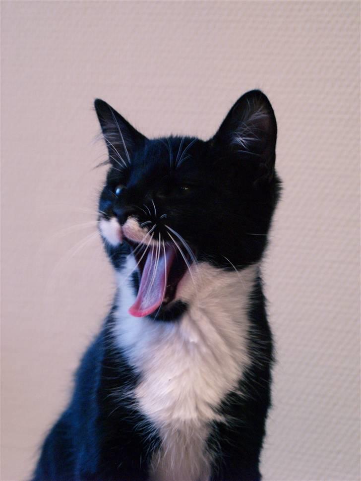 Huskat sorte per - "GAB og velkommen til min profil." billede 1