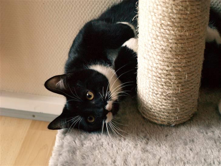 Huskat sorte per - "Hvad er der der henne." billede 2