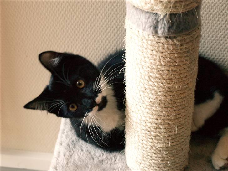 Huskat sorte per - "Hey tager i bare billeder når jeg ligger og leger altser." billede 3