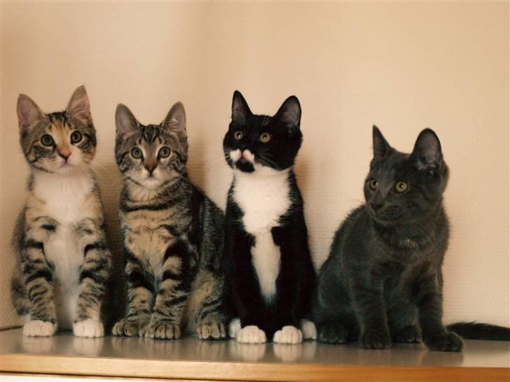 Huskat sorte per - Familie foto....."NÅRR er vi ikke søde." billede 4