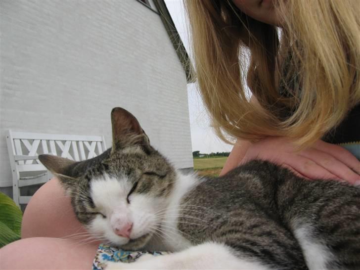 Blanding af racer Sille - Her ligger jeg rigtig god på Sofies skød billede 19