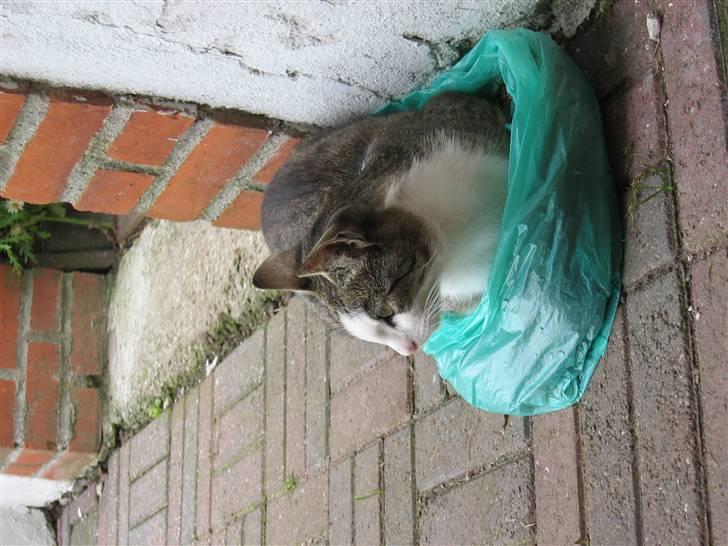 Blanding af racer Sille - Vis hun ikke vil sidde med mig finder jeg da også noget andet billede 20