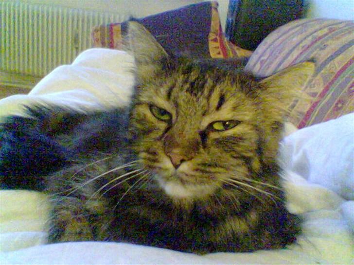 Blanding af racer Mille billede 1