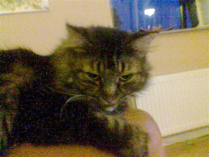 Blanding af racer Mille billede 2