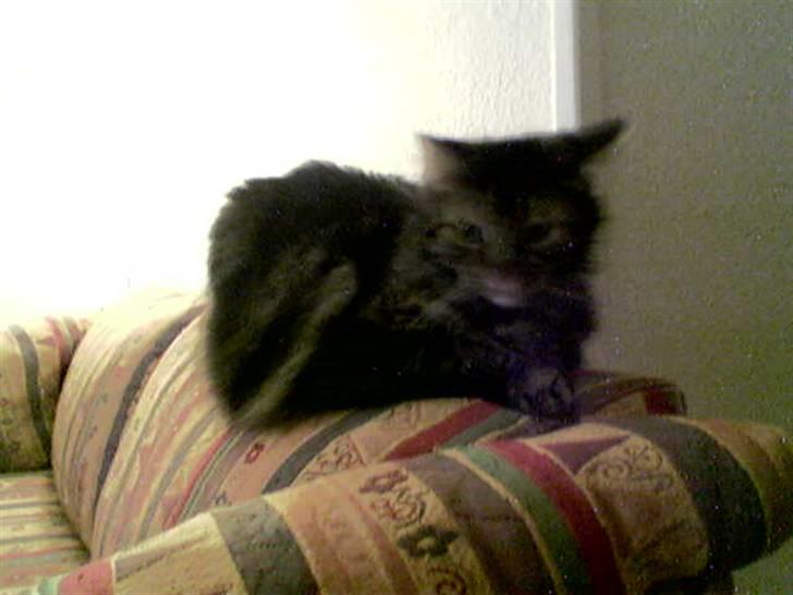 Blanding af racer Mille billede 3