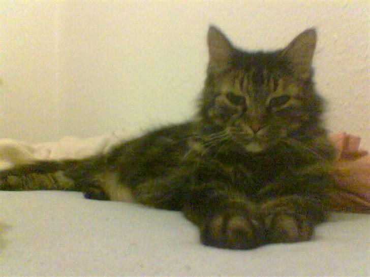 Blanding af racer Mille billede 4