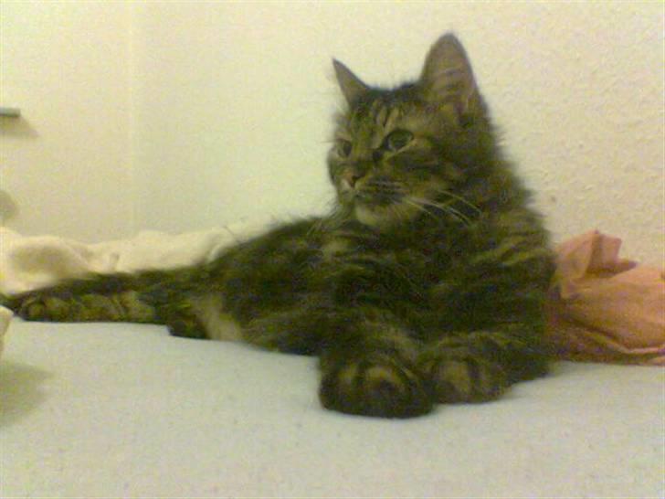 Blanding af racer Mille billede 5