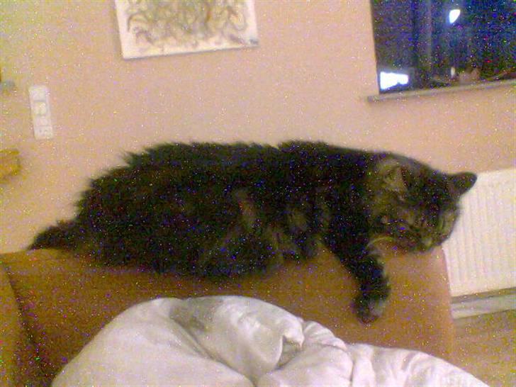 Blanding af racer Mille billede 7