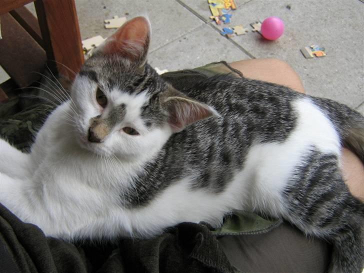 Huskat Rachel billede 2