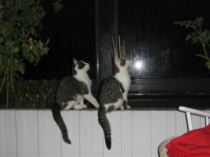 Huskat Rachel billede 3