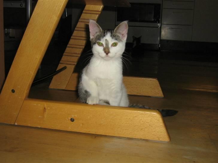 Huskat Rachel billede 4