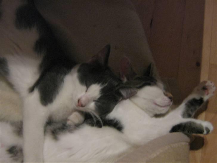 Huskat Rachel billede 5