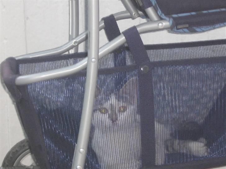 Huskat Rachel billede 6