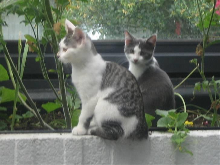 Huskat Rachel billede 7